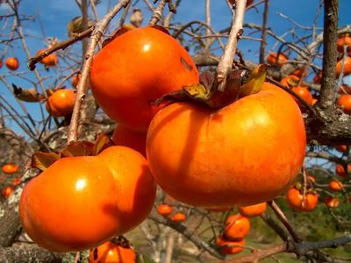 برداشت 176 تنی خرمالو در بابلسر 