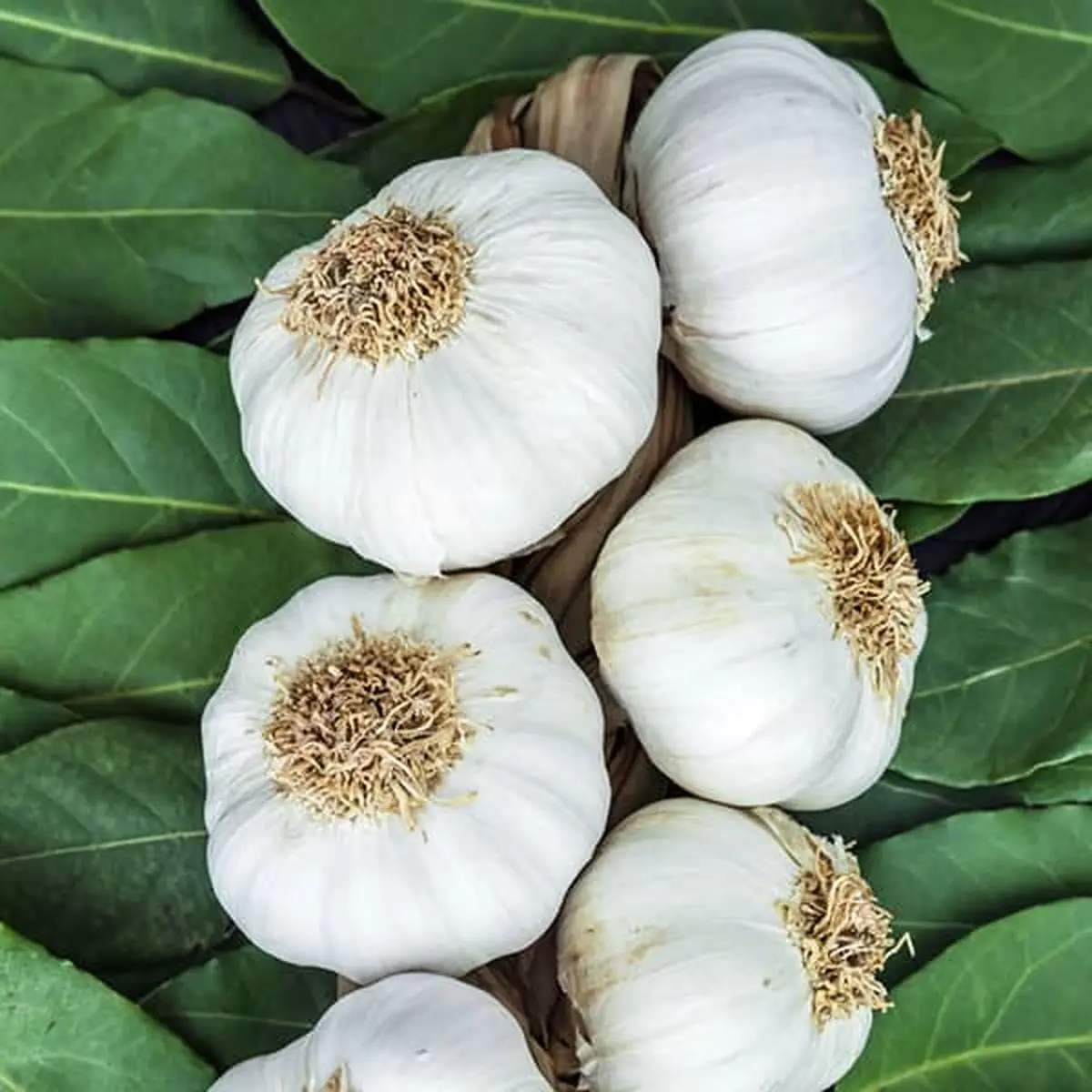 خواص سیر برای تیروئید پرکار