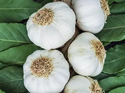 خواص سیر برای تیروئید پرکار