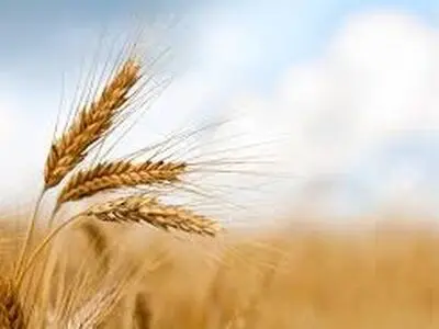  کیفیت گندم استان چهارمحال و بختیاری با استفاده از بذور اصلاح‌شده افزایش یافت