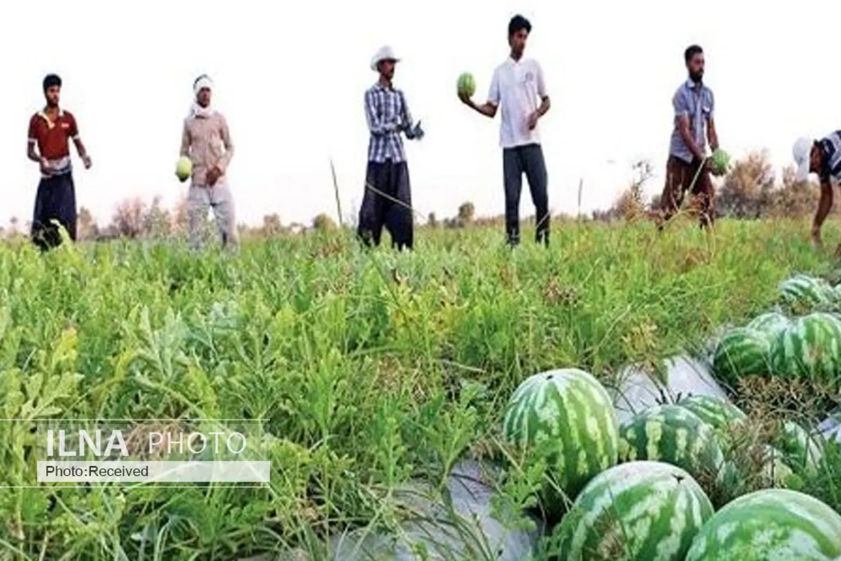 کاهش ۴۱ درصدی سطح کشت هندوانه ظرف ۱۰ سال اخیر