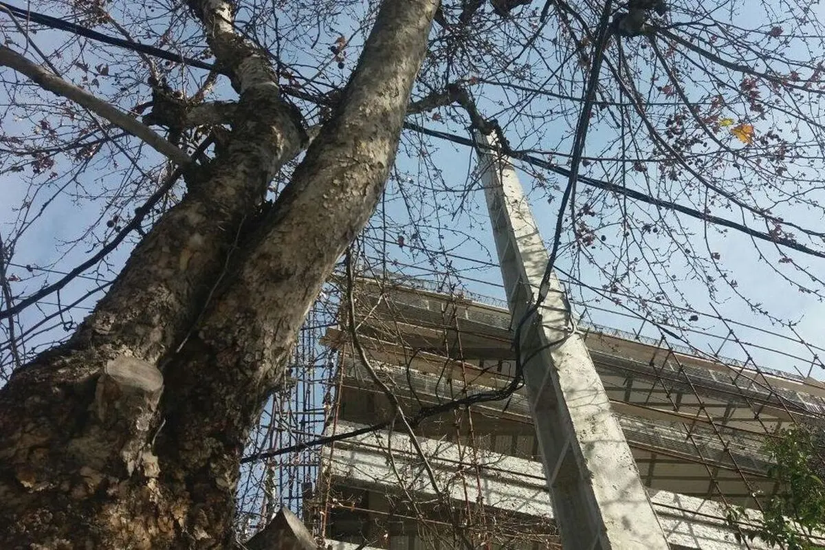 قطع سرشاخه درختان برای کاهش تلفات و پایدارسازی شبکه برق/ هرس درختان برای پایداری شبکه برق اصولی نیست
