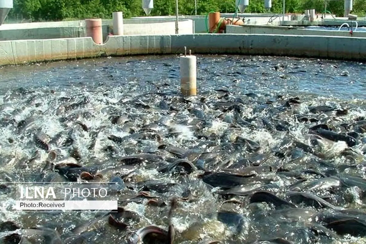 احتمال یخ‌زدگی کانال‌های ورودی آب پرورش‌دهندگان ماهی/ قیمت فروش ماهی به زیر نرخ تمام شده رسید