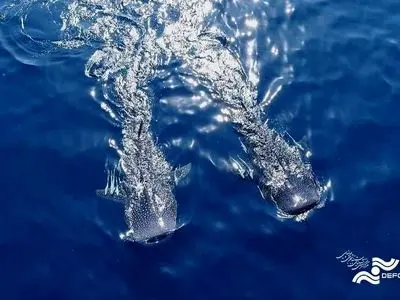 «آخرین کوسه نهنگ» به جشنواره «آسولو» ایتالیا راه پیدا کرد