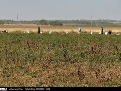 ویدیویی از ورود اتباع غیرمجاز به استان کرمان