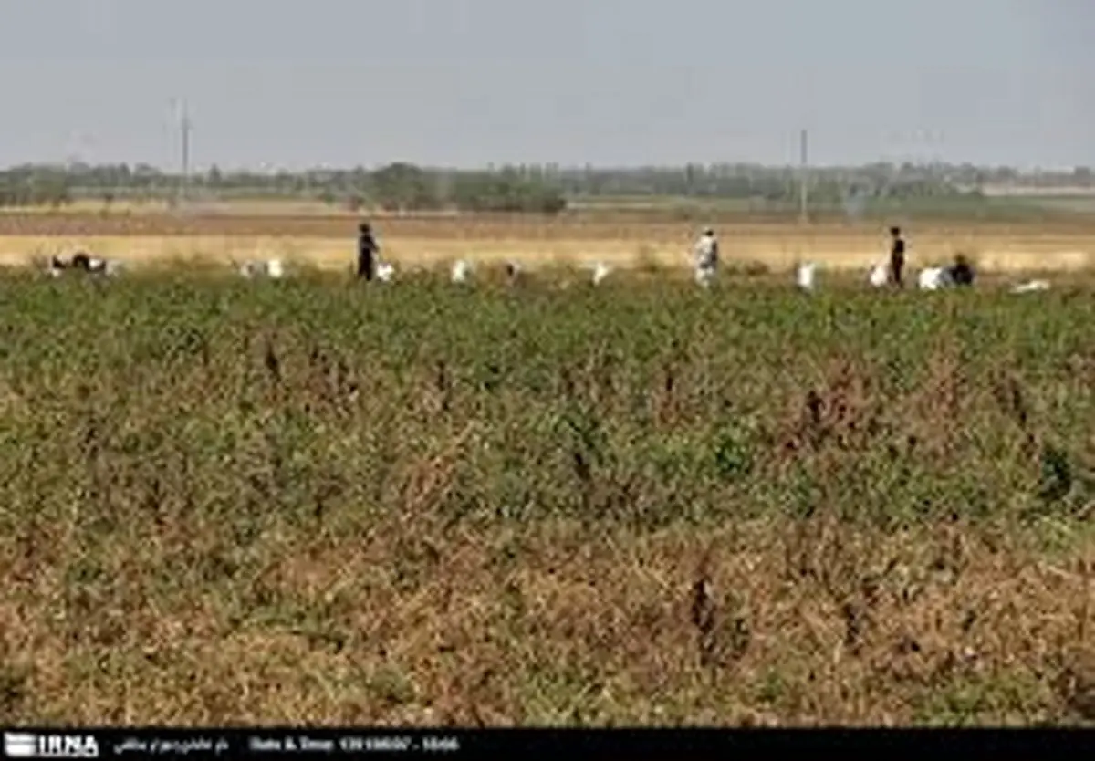 ویدیویی از ورود اتباع غیرمجاز به استان کرمان