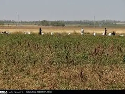 ویدیویی از ورود اتباع غیرمجاز به استان کرمان