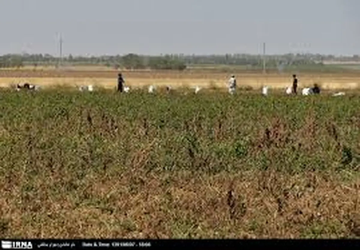 ویدیویی از ورود اتباع غیرمجاز به استان کرمان