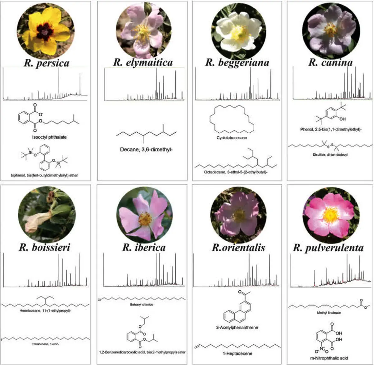 کشف یک ترکیب شیمیایی منحصر به فرد در گلبرگ رزهای وحشی ایران