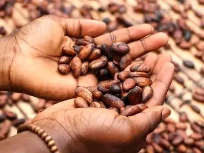 نوشیدنی کاکائویی که روند پیری را معکوس می‌کند