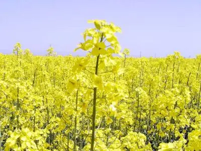  پیش‌بینی می‌شود بیش از 450 تن کلزای در پلدشت تولید و خریداری شود