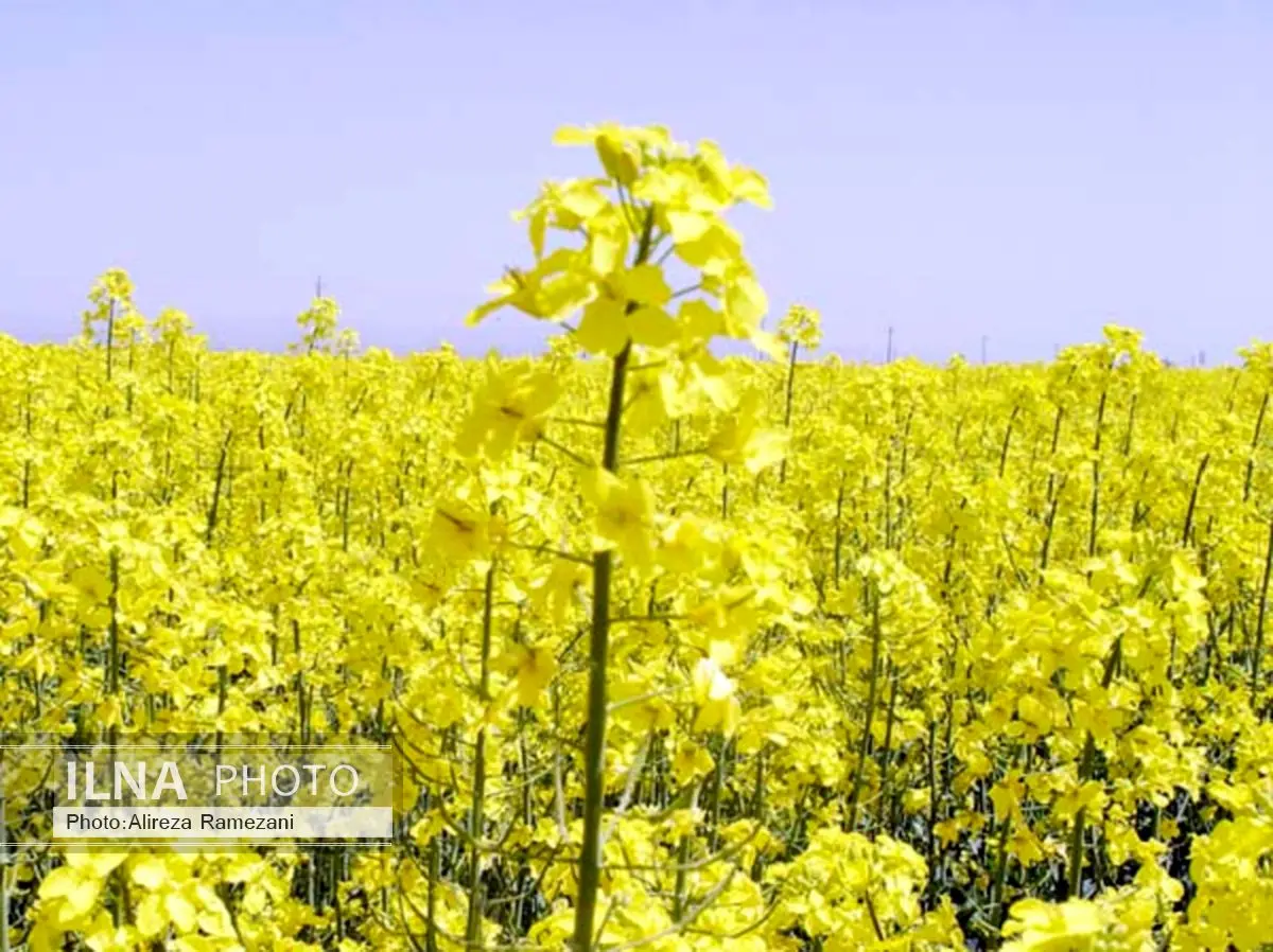  پیش‌بینی می‌شود بیش از 450 تن کلزای در پلدشت تولید و خریداری شود