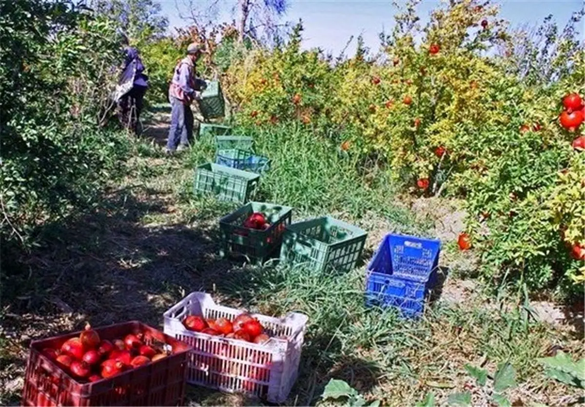 نامه باغداران به روحانی و لاریجانی/ خسارت۷هزارمیلیاردی سرمای بهاره