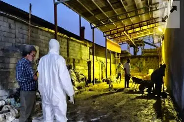 ۲ کارگاه غیرمجاز ضایعات کشتارگاهی در ساری پلمپ شد