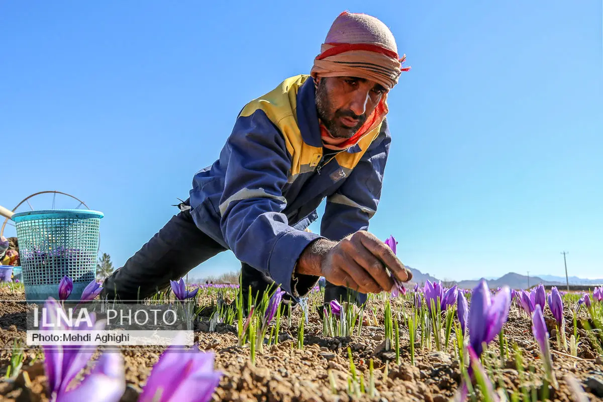 رسالت شورای ملی زعفران دفاع از منافع ملی است نه خدمت به افراد خاص