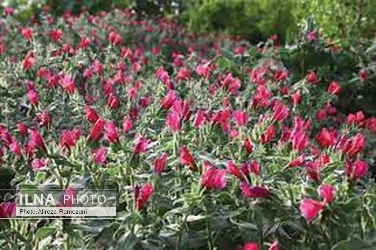ایجاد دهکده گیاهان دارویی در شهرستان خوسف 