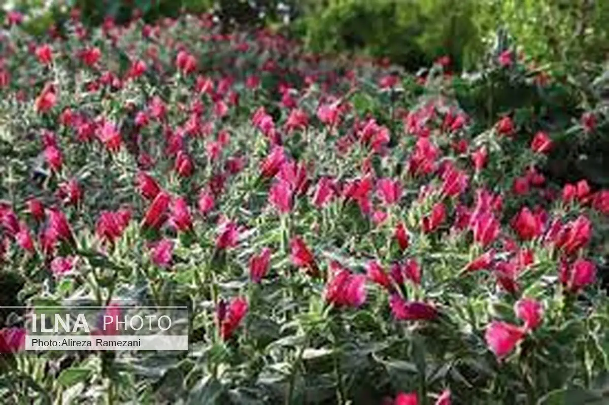 ایجاد دهکده گیاهان دارویی در شهرستان خوسف
