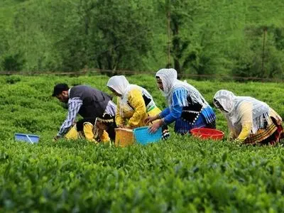خرید بیش از ۴۰ هزار تن برگ سبز چای درجه یک از چایکاران شمال کشور