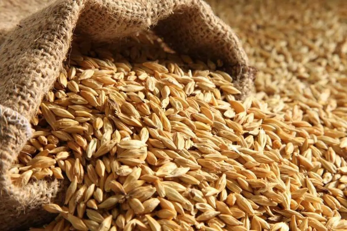 بیش از 70 درصد محصول تولیدی جو شهرستان بردسکن صرف خوراک دام می شود