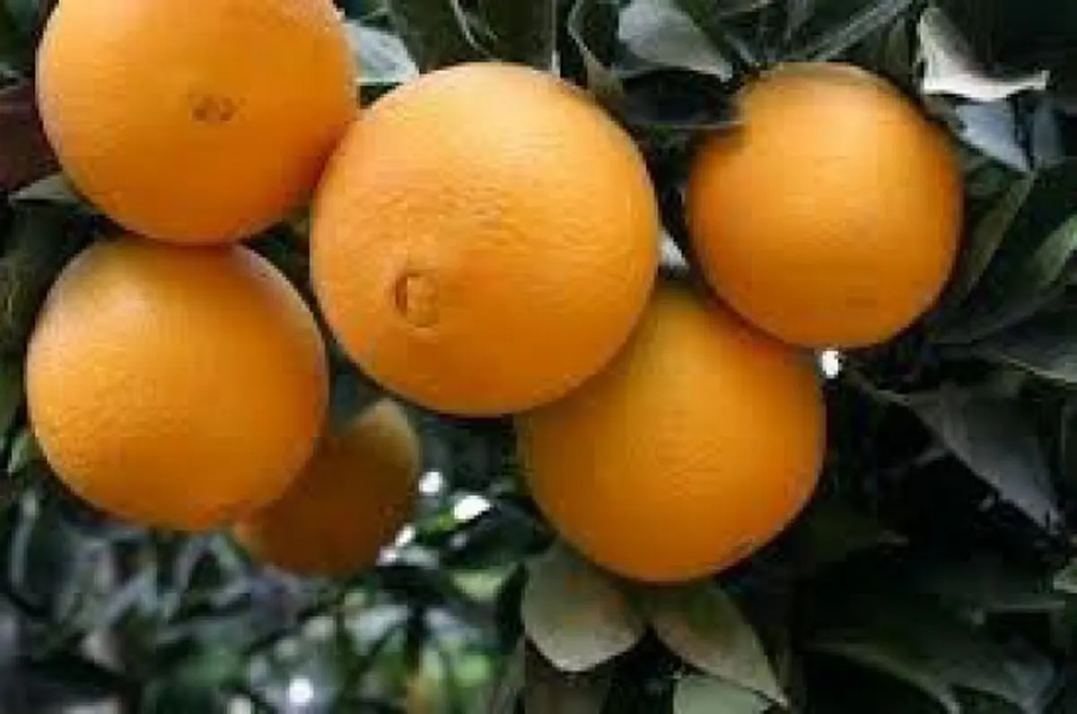 پیش بینی تولید 95 هزار تنی مرکبات در بهشهر
