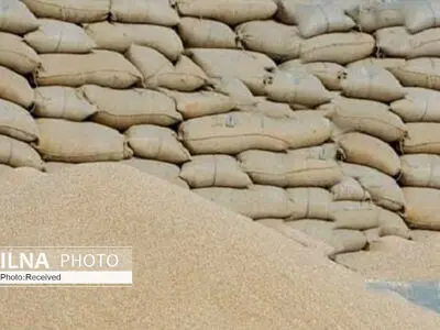کشف 600 تُن برنج احتکاری در کرج ‏