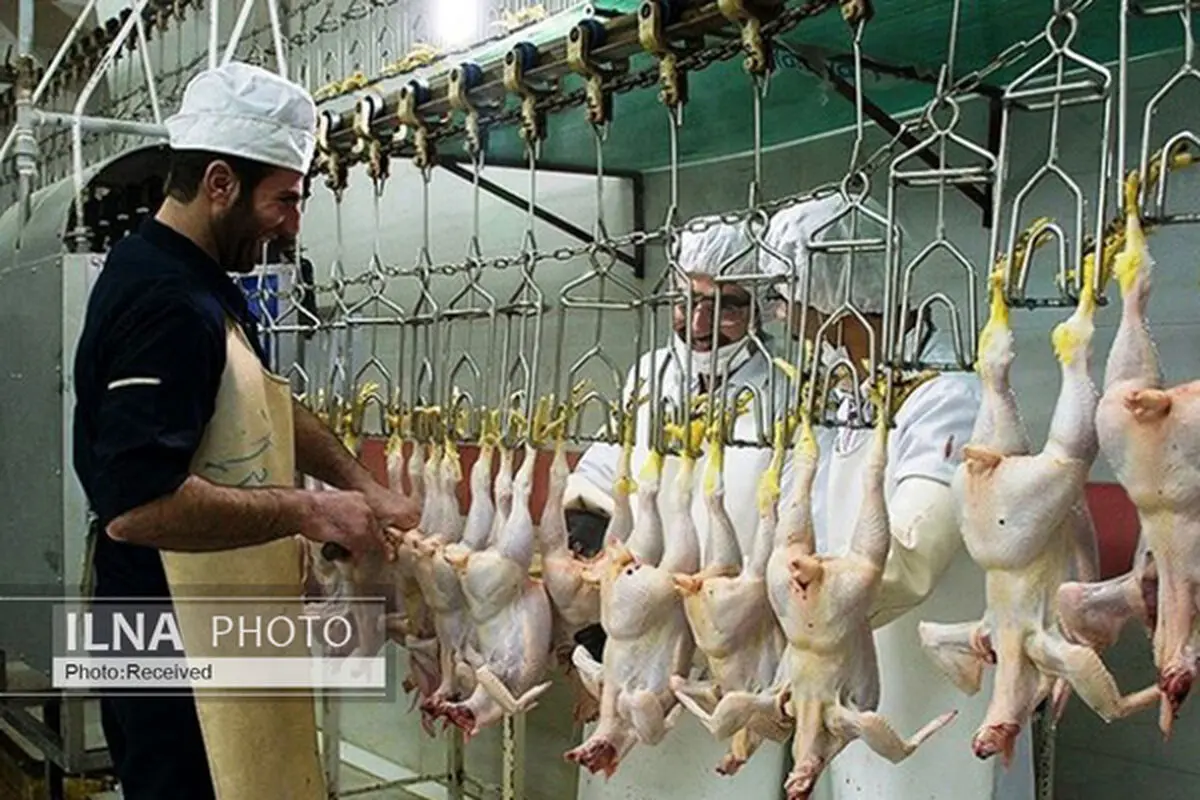 فعالیت «کشتارگاه مینودشت »از سر گرفته شد/۷۰ کارگر مشغول کار شدند
