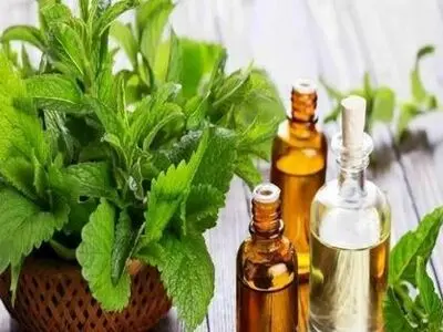 این گیاه متخصص کاهش درد و تقویت حافظه است 