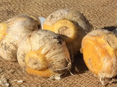 خوردن موسیر درد مفاصل را از بین می‌برد
