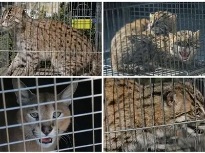 کشف محموله قاچاق گونه‌های در معرض خطر حیات وحش در تهران 