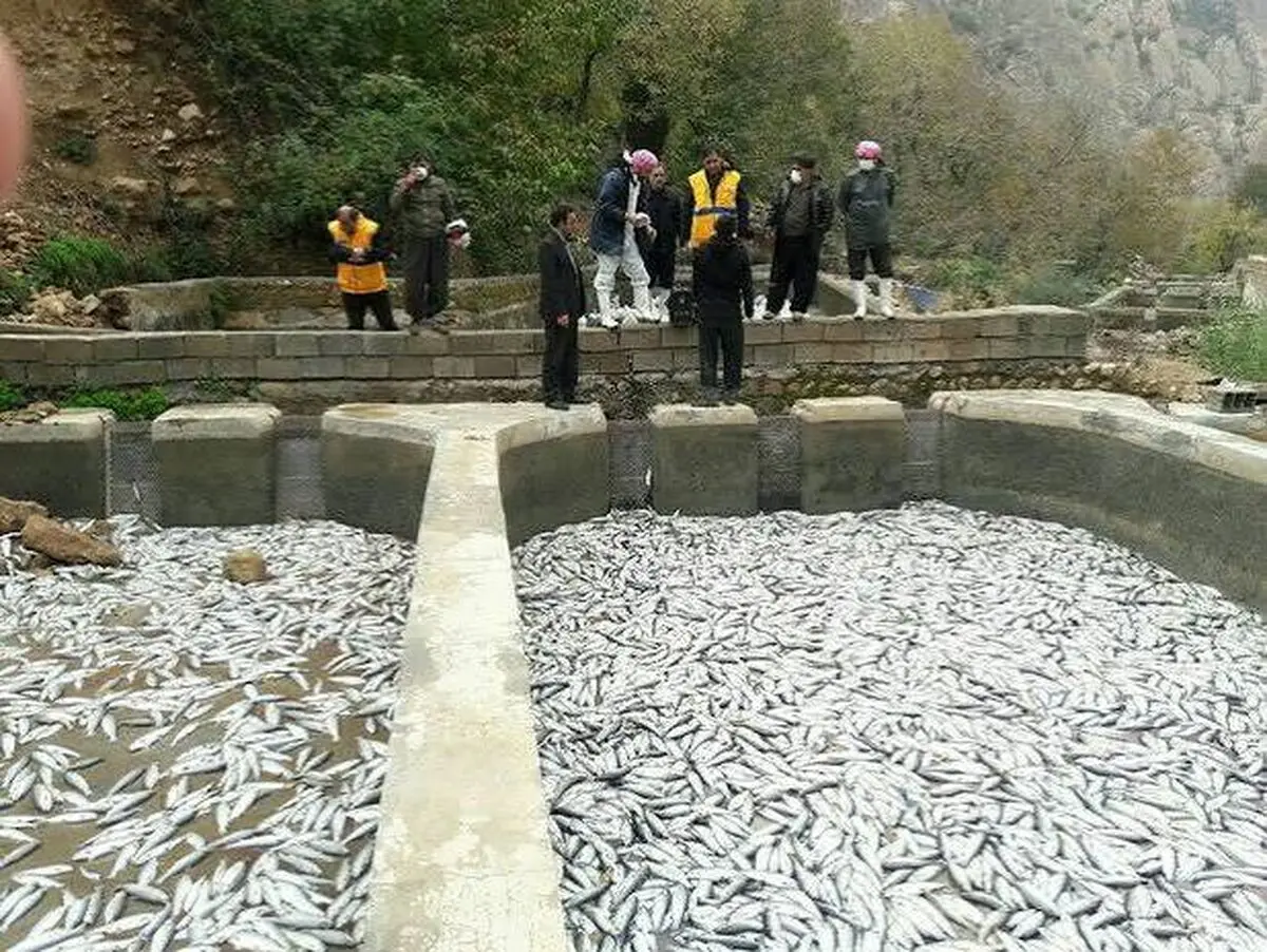 ایران رتبه نخست تولید قزل‌آلای رنگین‌کمان جهان را دارد؛ سهم ۳۰ درصدی ایران از تولید جهانی