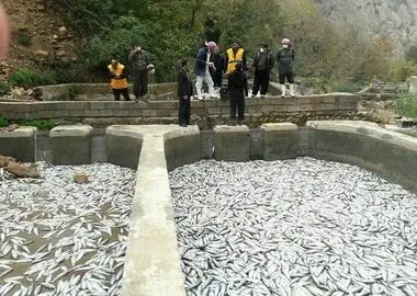 ایران رتبه نخست تولید قزل‌آلای رنگین‌کمان جهان را دارد؛ سهم ۳۰ درصدی ایران از تولید جهانی