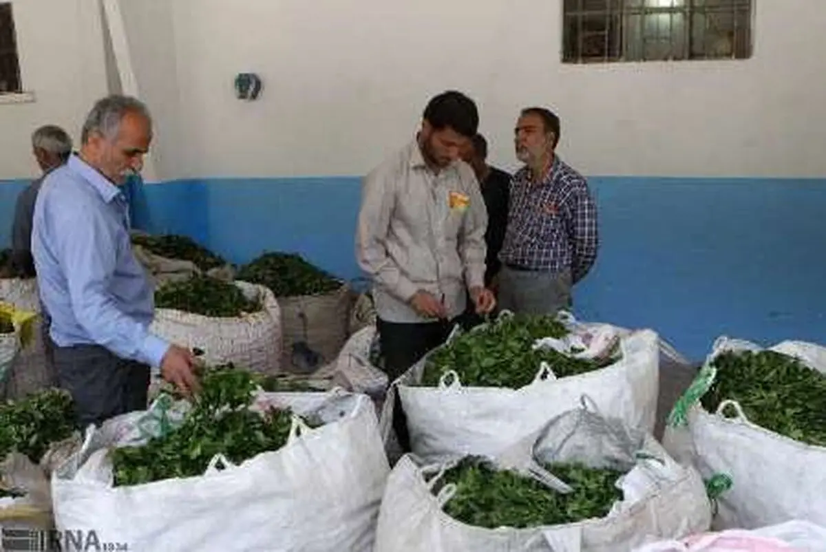 مطالبات چایکاران هفته آینده پرداخت می‌شود