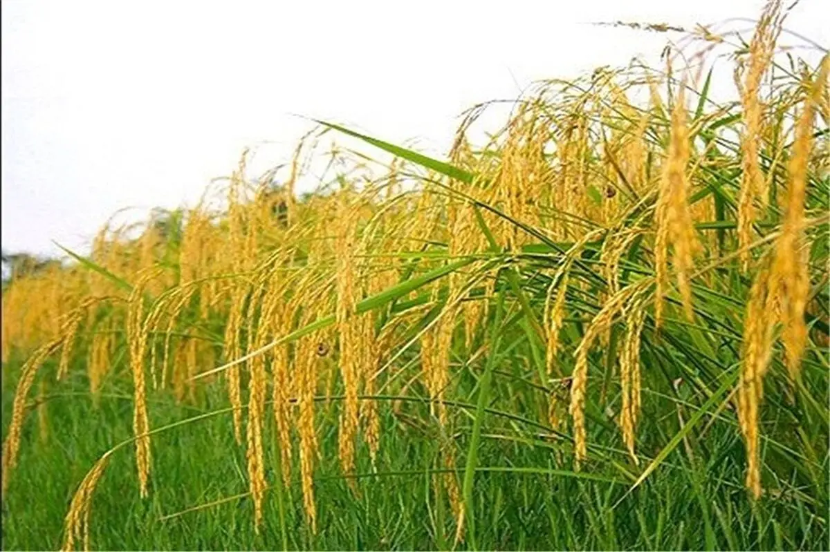 پرورش ۸۰ هزارهکتار راتون در گیلان
