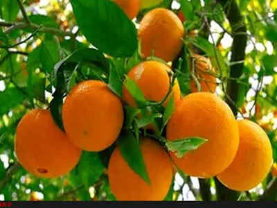 مقابل واردات ایستادگی می‌کنیم/ مرکبات شب عید تامین است
