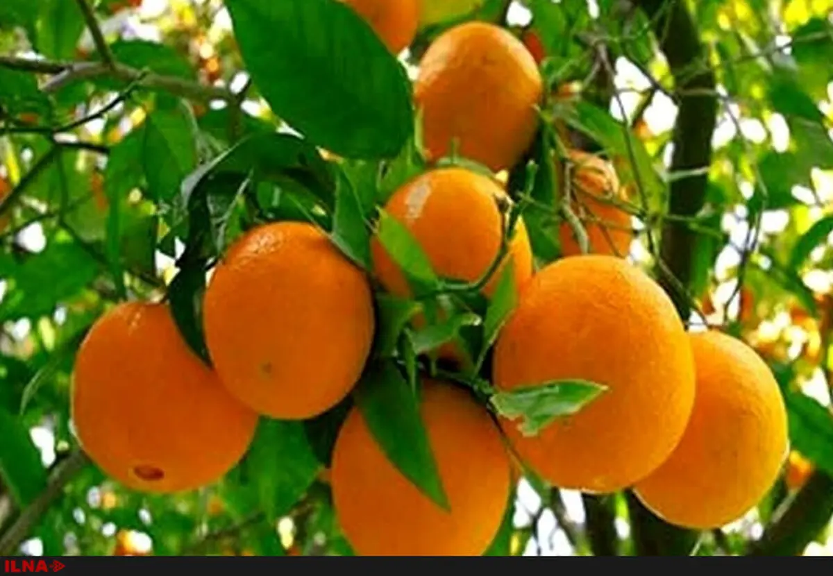 مقابل واردات ایستادگی می‌کنیم/ مرکبات شب عید تامین است