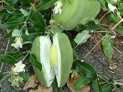 پاکسازی پارک ملی بوجاق از گیاه مهاجم آروجیا