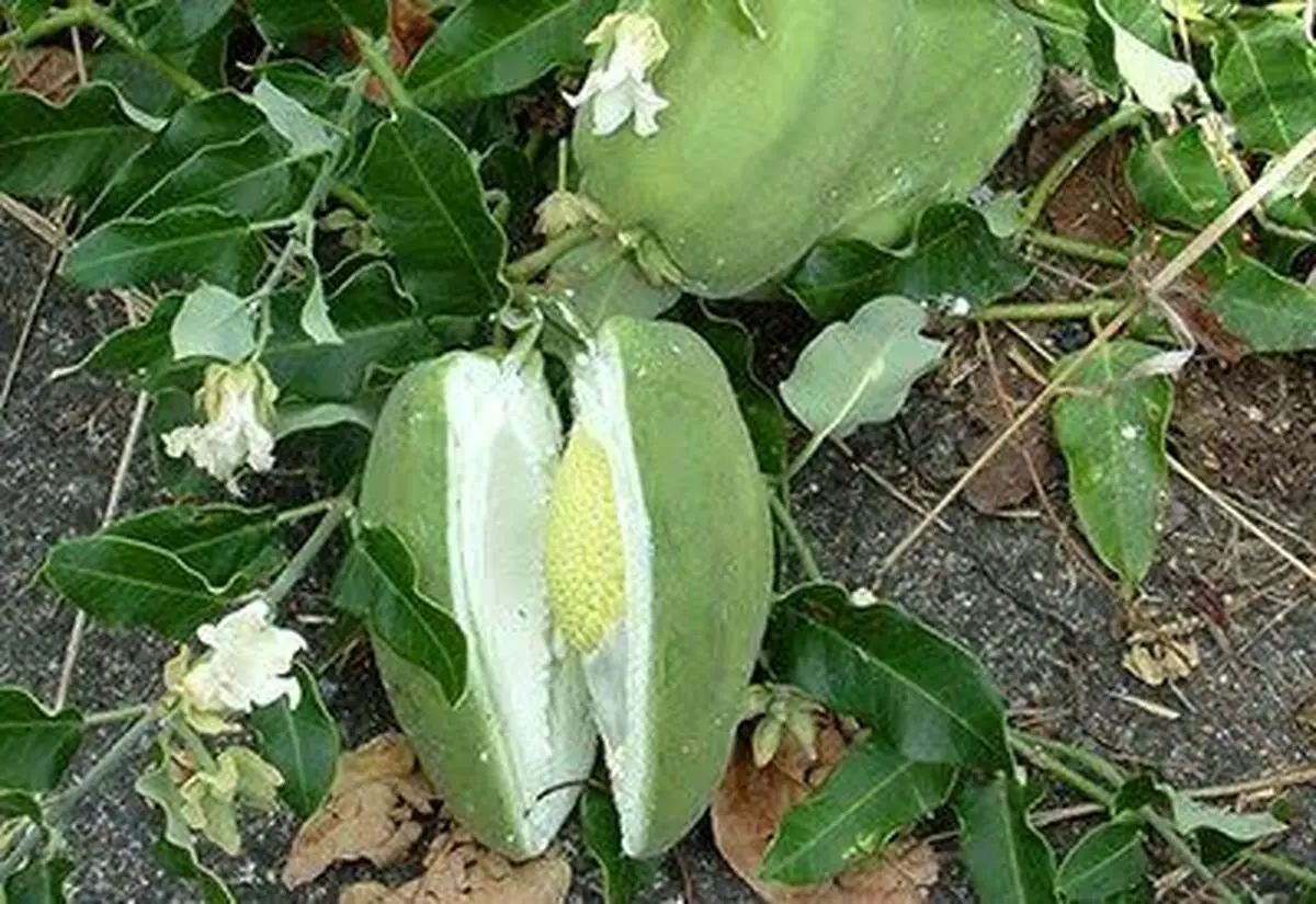 پاکسازی پارک ملی بوجاق از گیاه مهاجم آروجیا