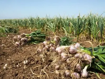 ۳۸۸ هکتار سیر؛ ظرفیت تازه کشاورزی بابل