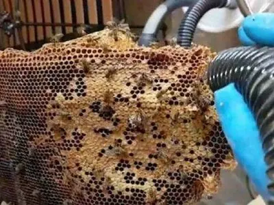 خانه‌ای که حدود 22000 کلونی زنبور عسل دارد!+تصاویر