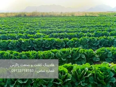 خرید کاهو رومانو با بهترین کیفیت و بهترین قیمت از هلدینگ کشت و صنعت زاگرس
