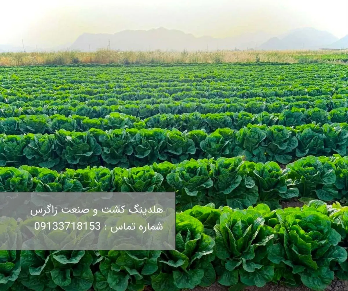 خرید کاهو رومانو با بهترین کیفیت و بهترین قیمت از هلدینگ کشت و صنعت زاگرس
