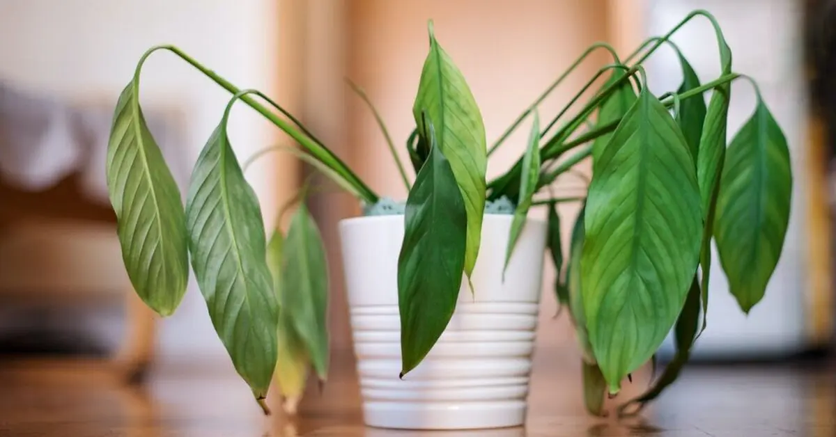 ۸ راهکار برای جلوگیری از گرمازدگی گیاهان