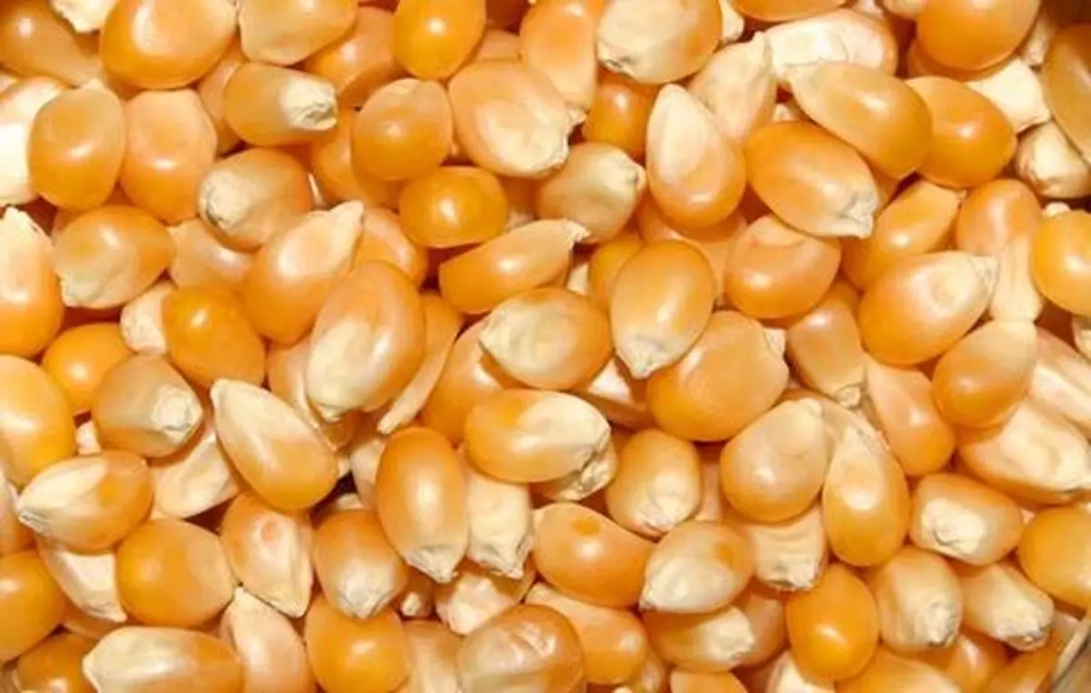 توضیحات گمرک در خصوص توقیف ۱۲۶ هزار تُن ذرت 