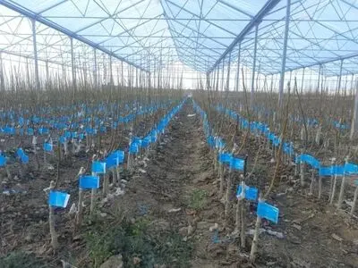 استفاده از نهال گواهی شده؛ افزایش ضریب موفقیت در باغبانی/ ظرفیت‌های تولید نهال گواهی شده در کشور وجود دارد/ نهال باکیفیت باعث افزایش بهره‌وری