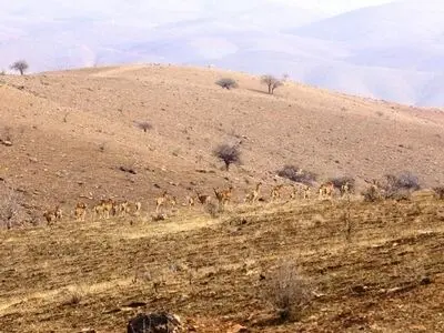 تهران بیش از ۲۷ هزار قوچ، میش، کل، بز، آهو و جبیر دارد+ عکس