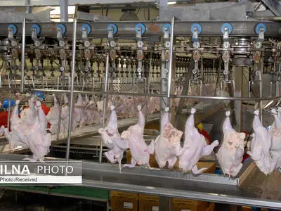 قیمت انواع گوشت مرغ امروز ۵ آبان ۱۴۰۳ 