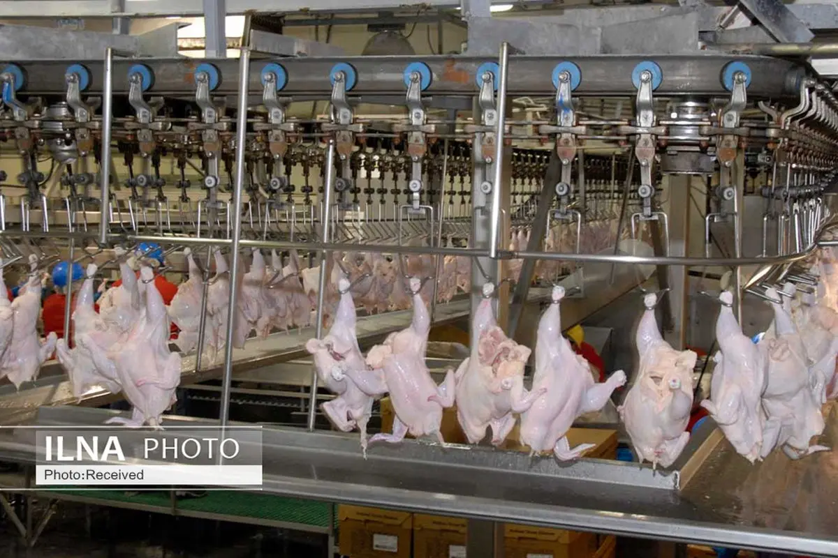 ۵۵ هزار تن مرغ در مرغداری‌های قزوین تولید شد