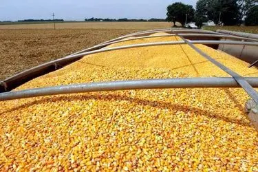 عرضه ۶ میلیون تن نهاده دامی در بازارگاه 