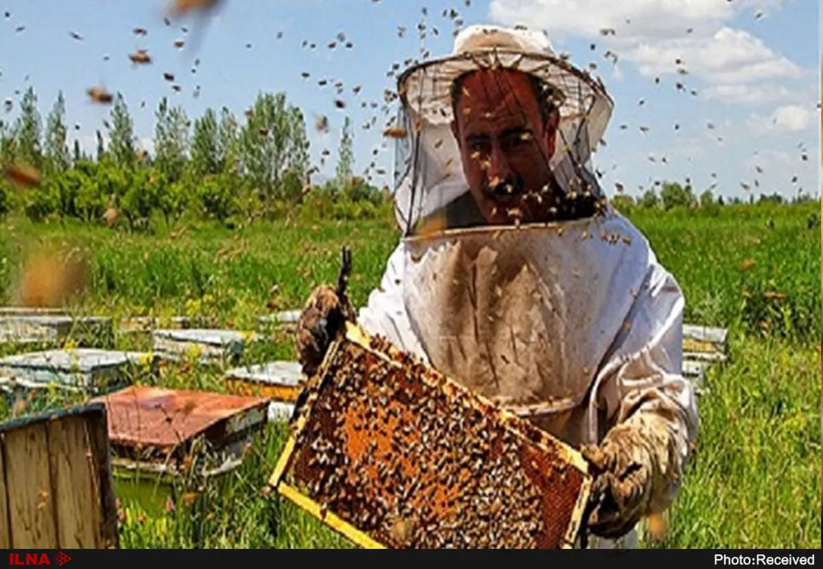 افزایش 29 درصدی تولید عسل در خراسان شمالی