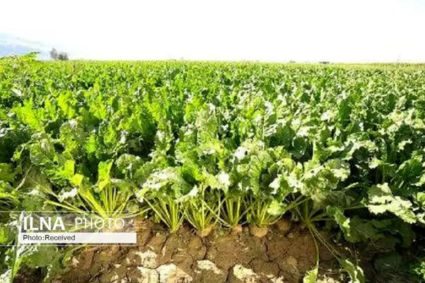 کشت چغندر قند علوفه‌ای در ۱۵۰ هکتار از مزارع کشاورزی قزوین